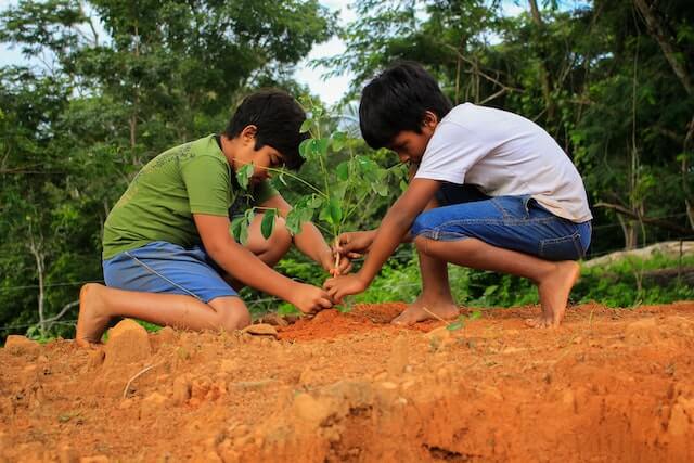 Paribesa Surakhya Odia Essay planting tree